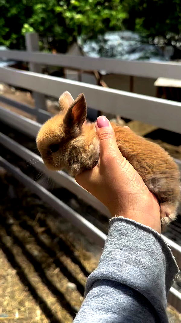 nyityam archive video preview