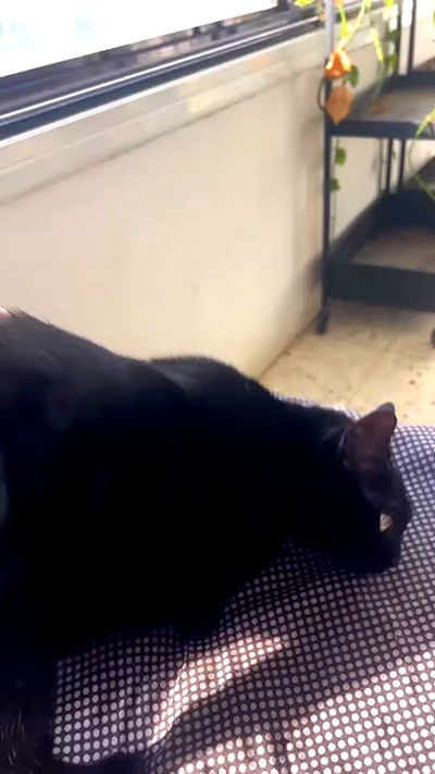 hellokittyangel666 hellokittyangel666 archive video