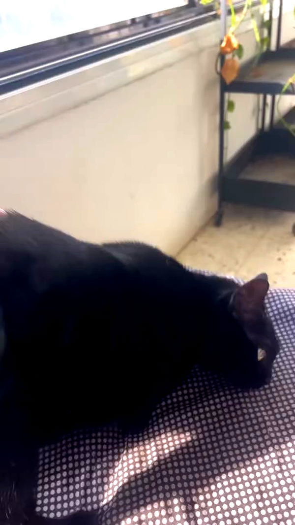 hellokittyangel666 archive video preview