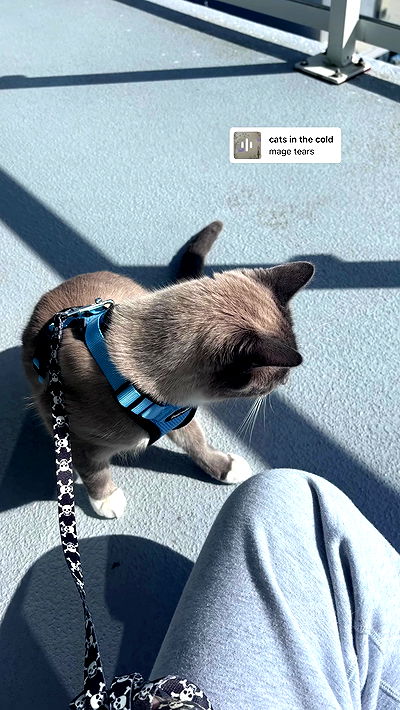 wuvkyu wuvkyu archive video