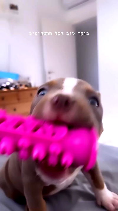 kesemgreenyer kesemgreenyer archive video