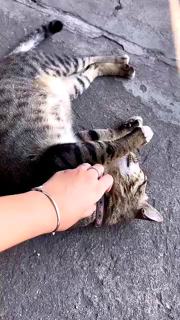 oqr0_ oqr0_ archive video