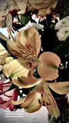 d0lli.ii Altpins Profile Picture
