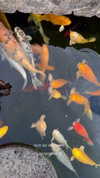 sonya_fisher_ Altpins Profile Picture