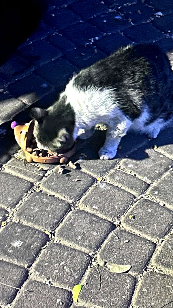 hellokittyangel666 archive video preview