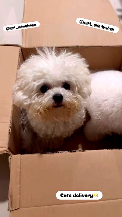 iamdorasnow iamdorasnow archive video