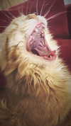 calyen Altpins Profile Picture