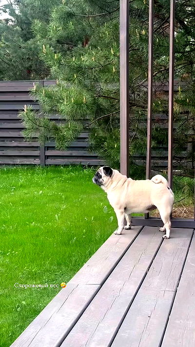 nyityam nyityam archive video