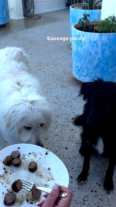 bakedsloths bakedsloths archive video