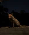 mollieruck Altpins Profile Picture
