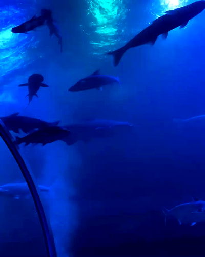 oqr0_ oqr0_ archive video