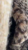 sydney_melman Altpins Profile Picture