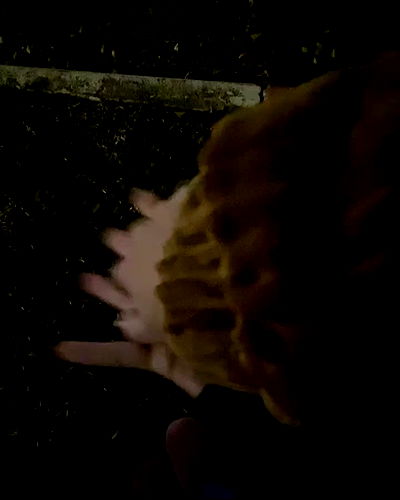 tuliprivet tuliprivet archive video