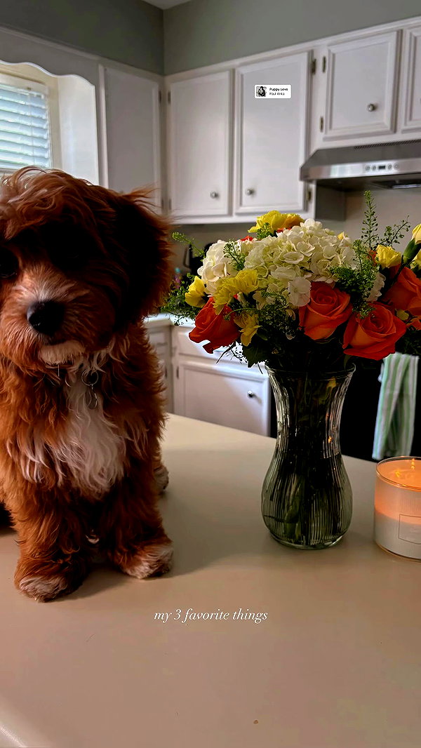 carmenrose._ archive video preview