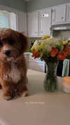 carmenrose._ Altpins Profile Picture
