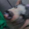 novahnovielli Altpins Profile Picture