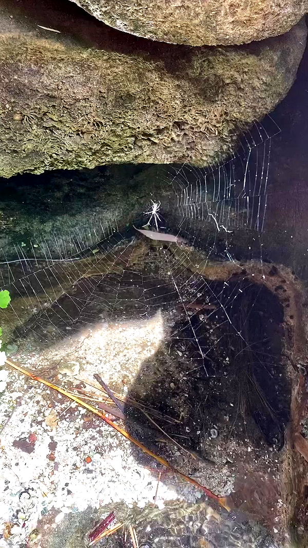 shanikaneko archive video preview