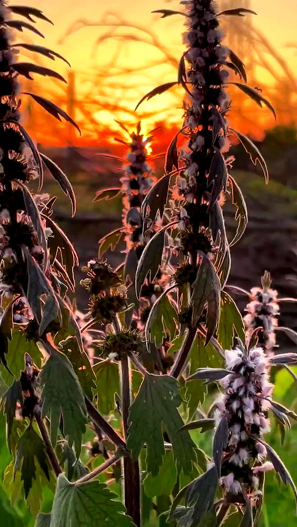 nyityam archive video preview