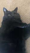 blairvira Altpins Profile Picture