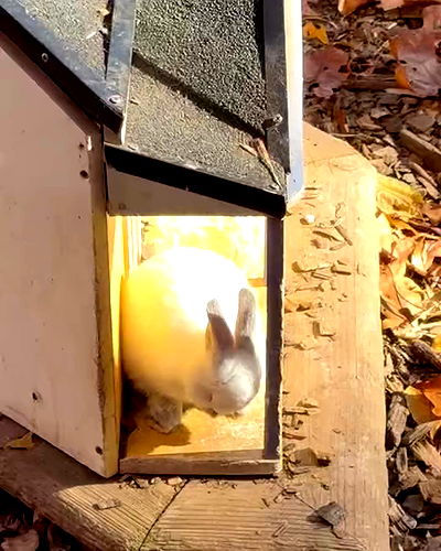 v.qx v.qx archive video