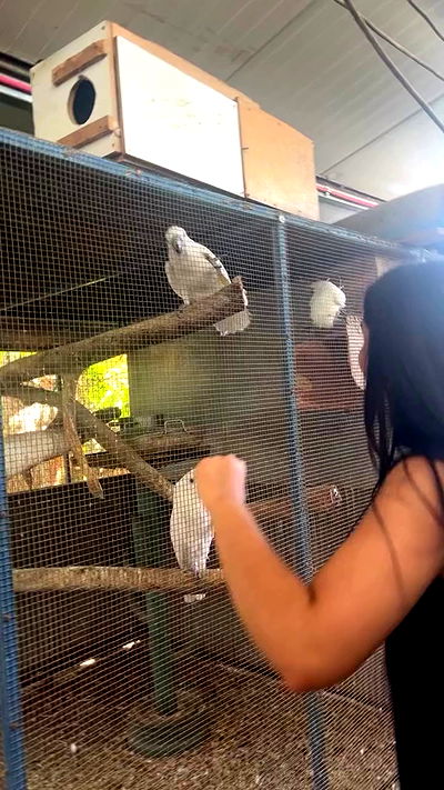 rebecka_tsadok rebecka_tsadok archive video