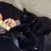 novahnovielli Altpins Profile Picture