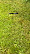 da1syisdead Altpins Profile Picture