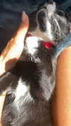sydney_melman Altpins Profile Picture