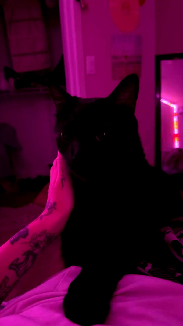 charleygrayyy archive video preview