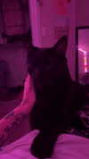 charleygrayyy Altpins Profile Picture
