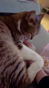 kriiizellda Altpins Profile Picture