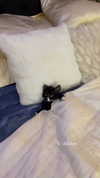 sydney_melman Altpins Profile Picture