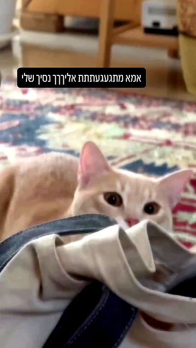 ronyida_ ronyida_ archive video