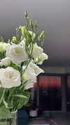 lisush_9 Altpins Profile Picture