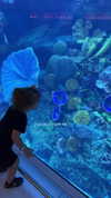 shai_korenn Altpins Profile Picture
