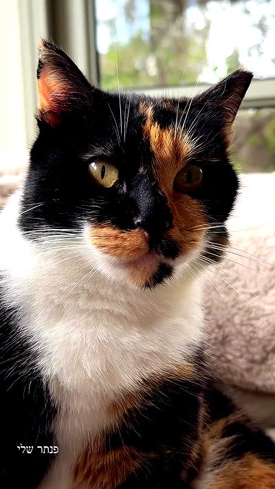 itsilanosh itsilanosh archive video