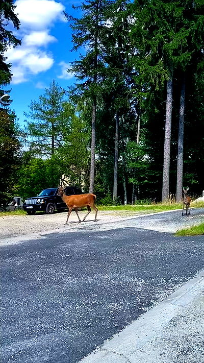 noa_zemlyanski noa_zemlyanski archive video