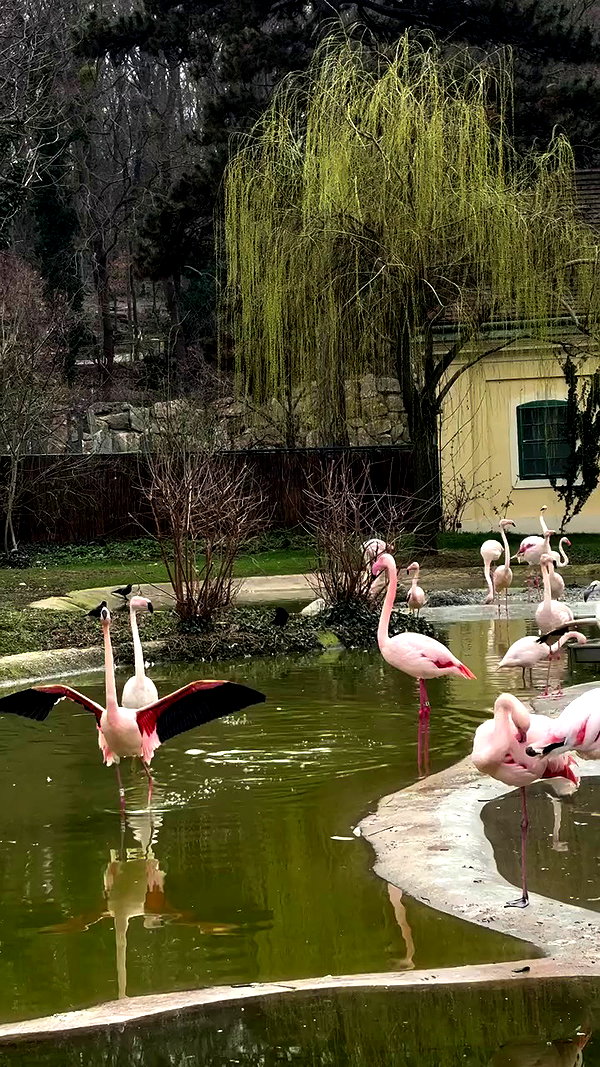 noammalka___ archive video preview