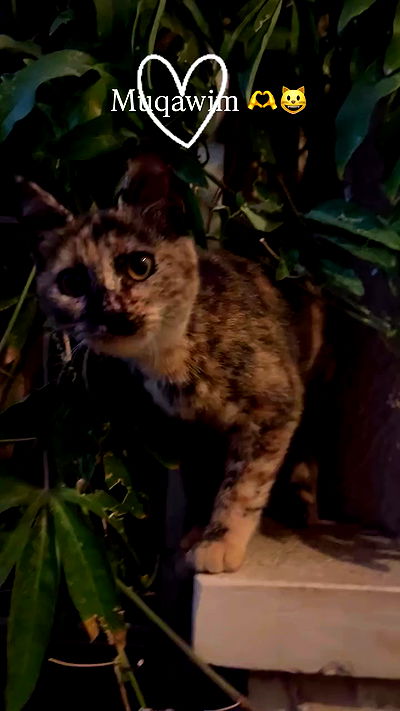 _femalien _femalien archive video