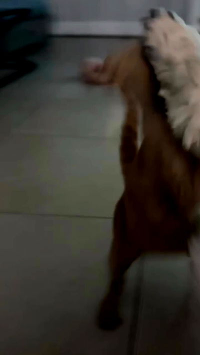 zlata_shipulin zlata_shipulin archive video