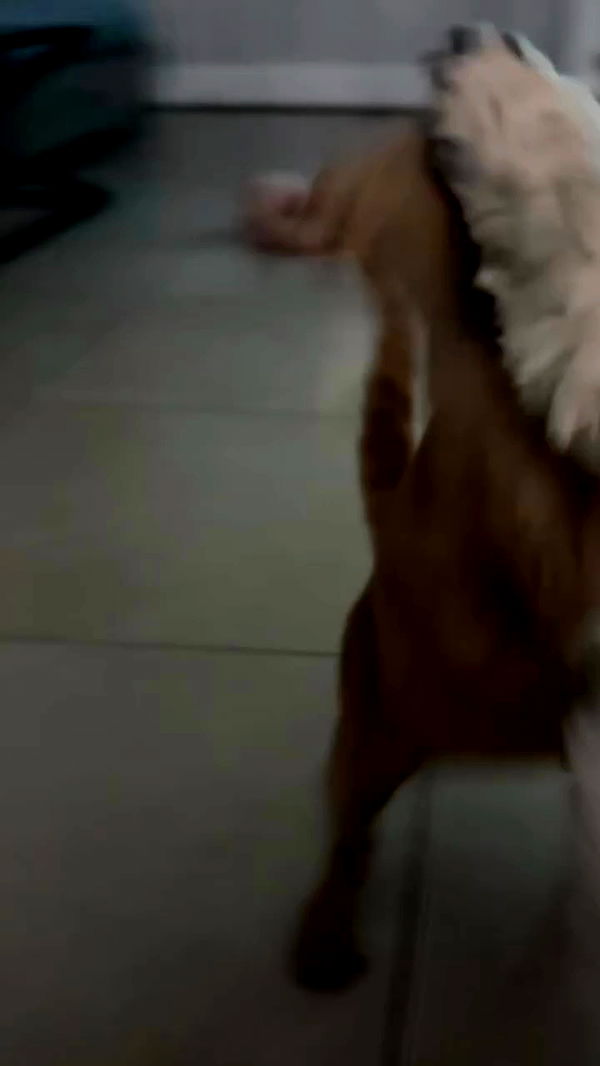 zlata_shipulin archive video preview