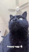blairvira Altpins Profile Picture