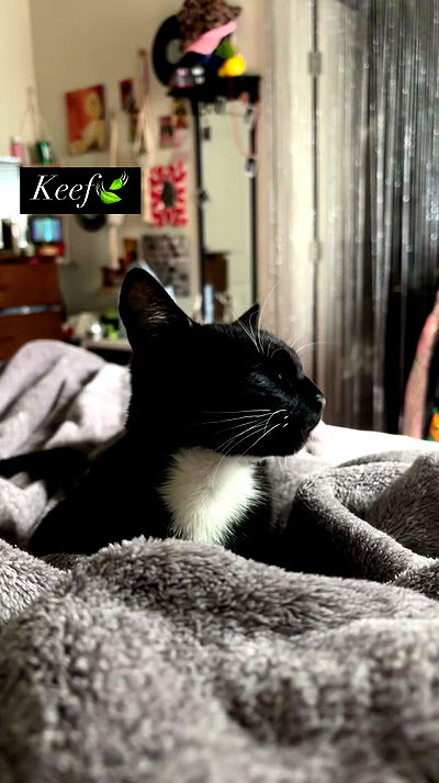 tatum.ricee tatum.ricee archive video