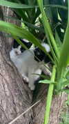 ulianallun Altpins Profile Picture