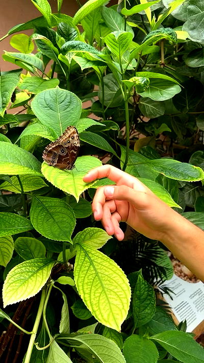 nikolgolovatzky nikolgolovatzky archive video