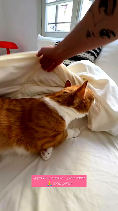 iambohema.v2 iambohema.v2 archive video