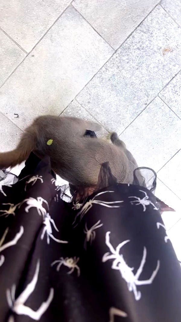 hellokittyangel666 archive video preview