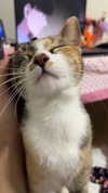 katsumiau Altpins Profile Picture