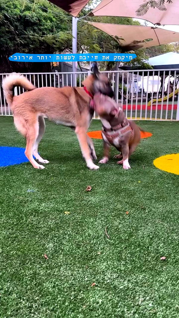 kesemgreenyer archive video preview