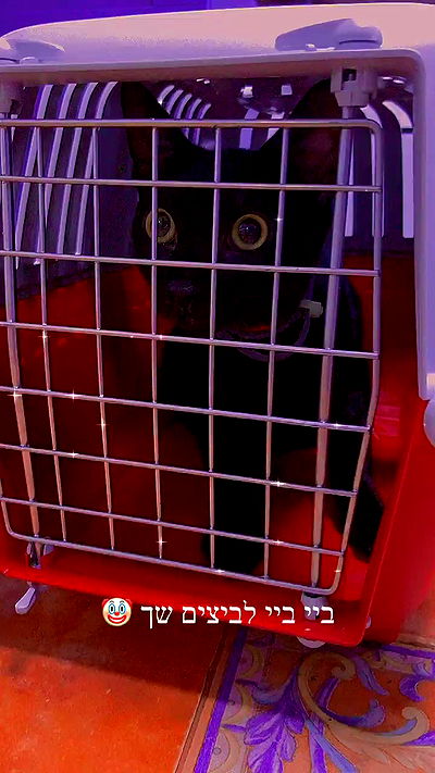 feelbetterinmysweater feelbetterinmysweater archive video